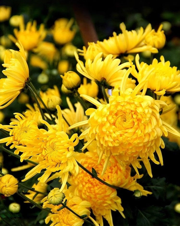 Three packets of Chrysanthemum morifolium ‘Golden Silk’ tea